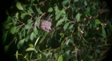 Fuit bat next to my house by Main guysoft channel